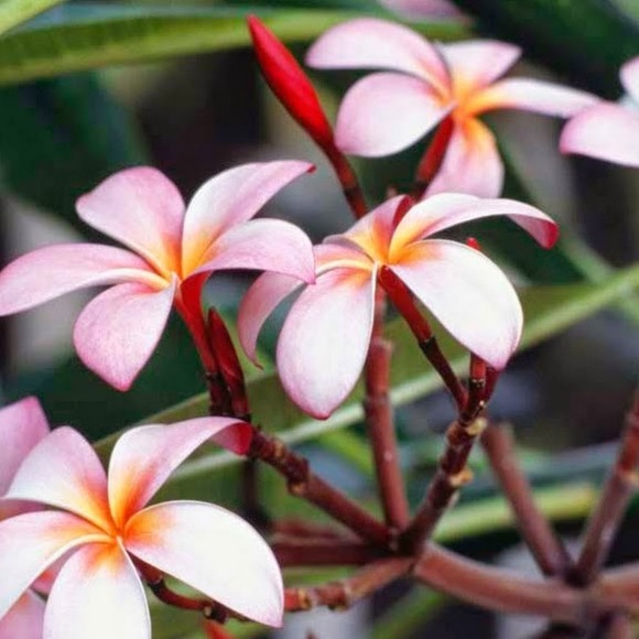 Meet your Posher, Morgan - Picture 1 of 1